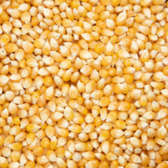Maïs bio en 25kg