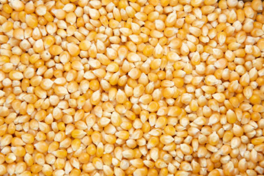 Maïs bio en 25kg
