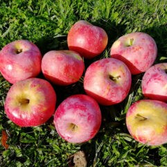 Pommes Bio 2eme choix SMERALDA  4kg