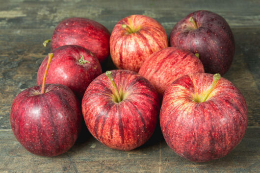 Pommes Bio GALA 1er choix 4kg